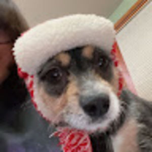 Meet your Posher, Precious